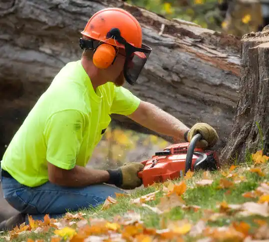 tree services Horace